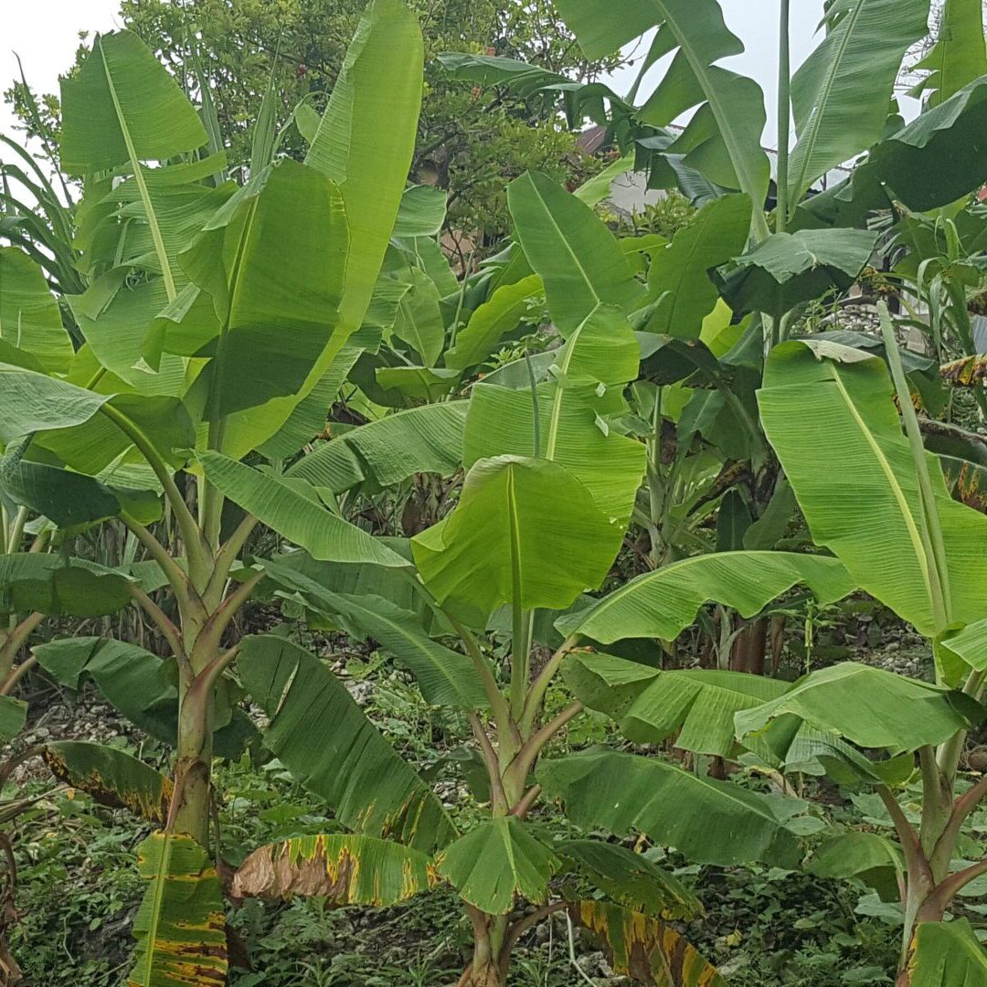Banana trees growing in a lush garden.
